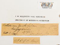 Atrichum angustatum image