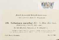 Atrichum angustatum image