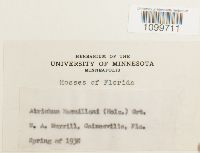 Atrichum angustatum image