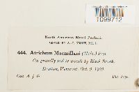 Atrichum angustatum image