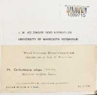 Atrichum crispum image