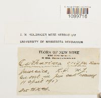 Atrichum crispum image