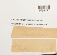 Atrichum crispum image