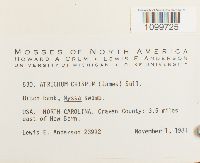 Atrichum crispum image