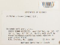 Atrichum crispum image