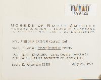 Atrichum crispum image