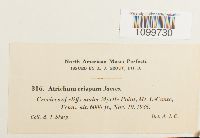 Atrichum crispum image