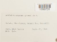 Atrichum crispum image