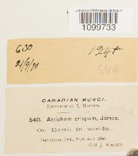 Atrichum crispum image