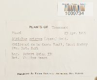 Atrichum crispum image