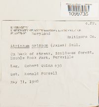 Atrichum crispum image