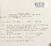 Atrichum oerstedianum image