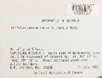 Atrichum oerstedianum image