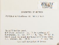 Atrichum oerstedianum image