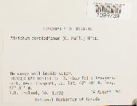 Atrichum oerstedianum image