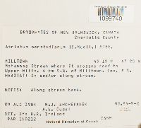 Atrichum oerstedianum image