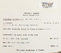 Atrichum oerstedianum image