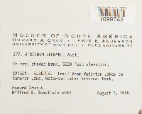 Media resource of Atrichum selwynii