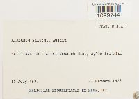 Atrichum selwynii image