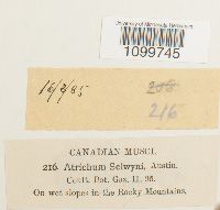 Atrichum selwynii image