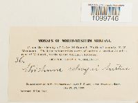 Atrichum selwynii image