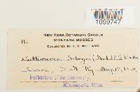 Atrichum selwynii image