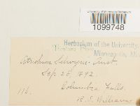 Atrichum selwynii image