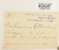 Atrichum selwynii image