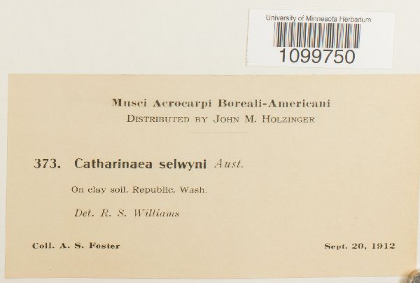 Atrichum selwynii image