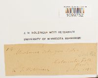 Atrichum selwynii image