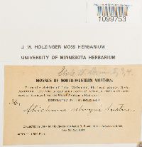 Atrichum selwynii image