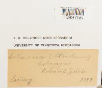 Atrichum selwynii image