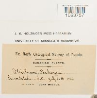 Atrichum selwynii image