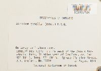 Atrichum tenellum image