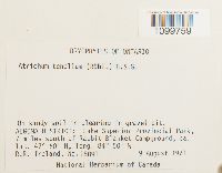 Atrichum tenellum image