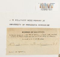 Atrichum tenellum image