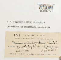 Atrichum tenellum image