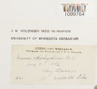 Atrichum tenellum image