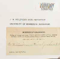 Atrichum tenellum image