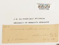 Atrichum tenellum image