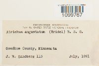 Atrichum altecristatum image