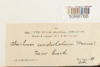 Atrichum undulatum image