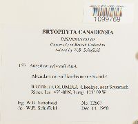 Atrichum selwynii image