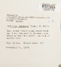 Atrichum undulatum image