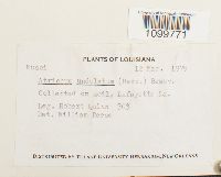 Atrichum undulatum image