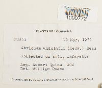 Atrichum undulatum image