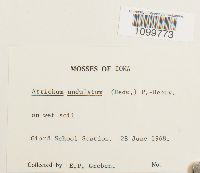 Atrichum undulatum image