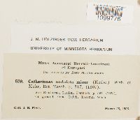 Atrichum undulatum image