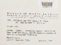 Atrichum undulatum image