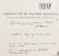 Atrichum undulatum image